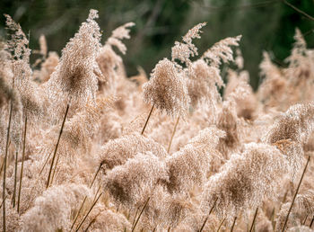 Close-up of dry flowers on field