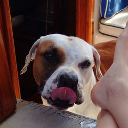 Close-up portrait of dog with hands