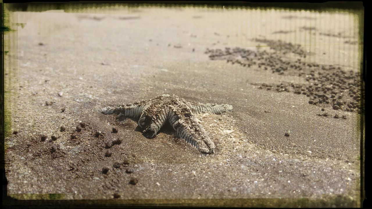 transfer print, auto post production filter, beach, sand, water, nature, shore, tranquility, high angle view, day, outdoors, sea, surf, no people, beauty in nature, wet, textured, close-up, rock - object, wave