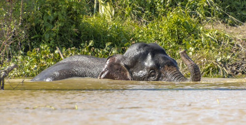 View of elephant in sea