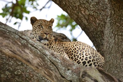 Leopard sitting on tree trunk