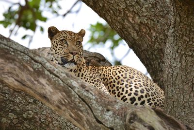 Cat sitting on tree trunk