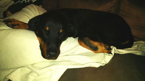 Close-up of a dog resting