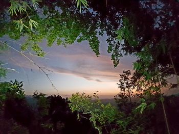 Low angle view of trees against sky at sunset