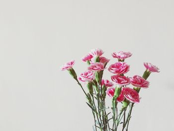 Close-up of flowers over white background