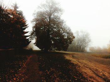 Road passing through forest