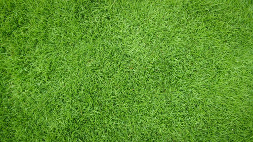 Full frame shot of grassy field