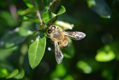 Close-up of plant against blurred background