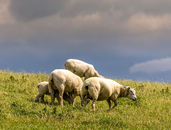 Sheep grazing on field against sky