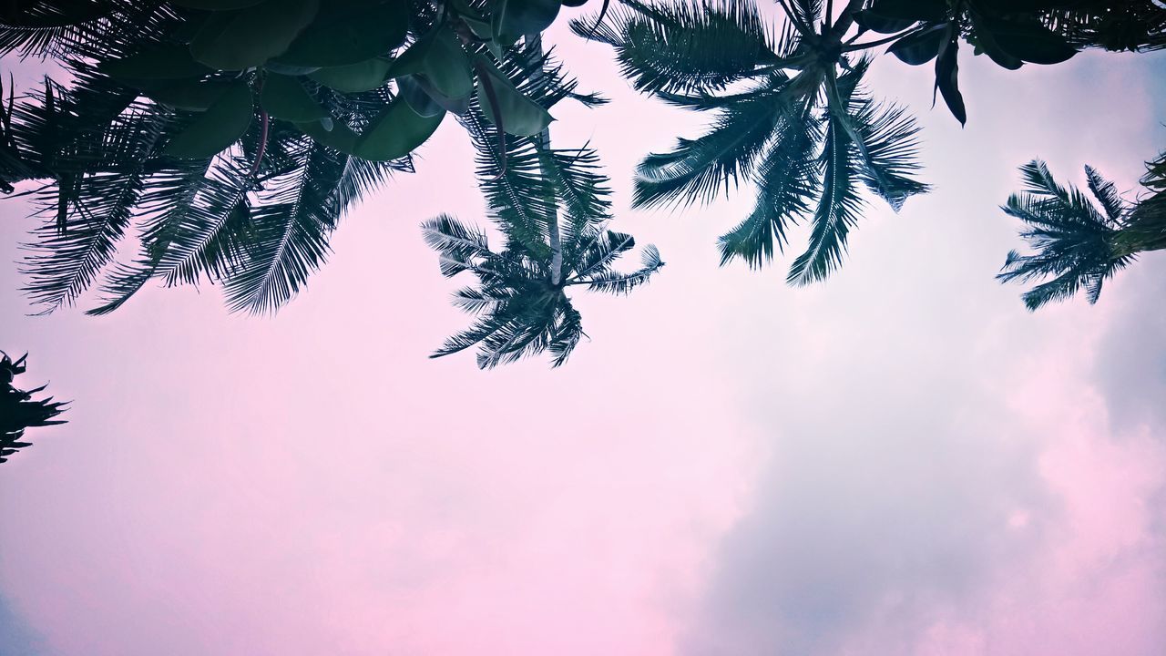 low angle view, tree, branch, leaf, scenics, beauty in nature, growth, sky, nature, tranquility, day, tranquil scene, leaves, outdoors, outline, no people, cloud - sky, high section