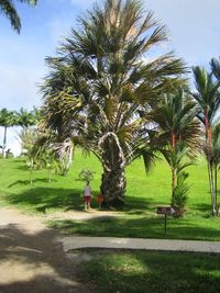 Trees in park