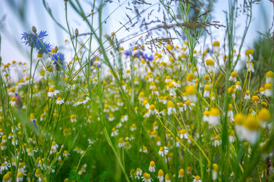 Close-up of flowers growing in field