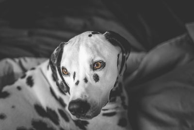 Close-up of dog relaxing on bed