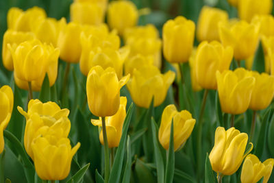 Close-up of yellow tulips in field