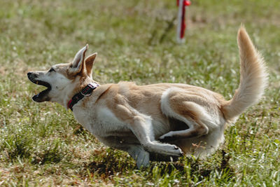 Dog running on grass