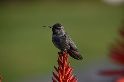 Stunning annas hummingbird perched in tropical flower garden