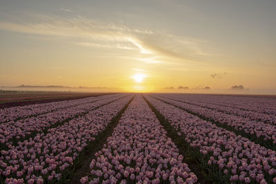 Scenic view of field against sky during sunset