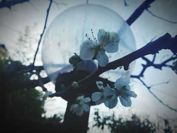 Low angle view of white flowers