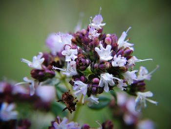 Close-up of flowers blooming outdoors