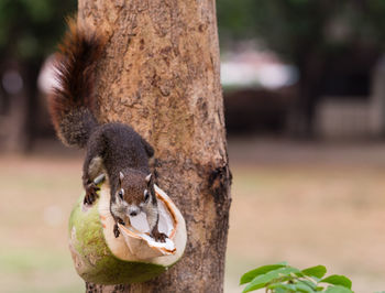 Close-up of squirrel on coconut against tree trunk