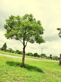Tree on field against sky