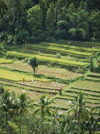 Scenic view of agricultural field