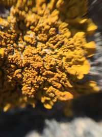 Close-up of yellow flower