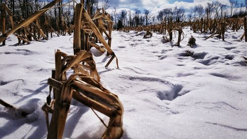 Horse on snow field against trees during winter