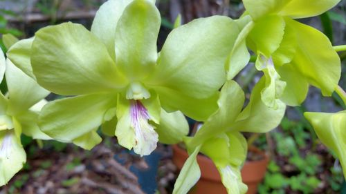 Close-up of flowers blooming outdoors