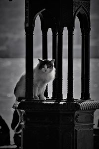 Cat sitting on the fountain 