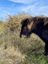 Side view of horse on field