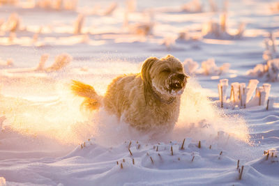 Dog on snow covered land