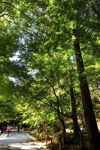 View of trees in forest