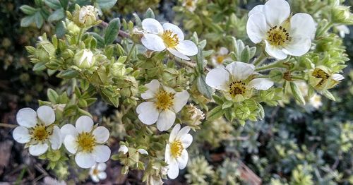 Close-up of white flowers