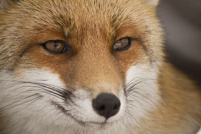 Close-up portrait of fox