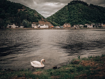 Swans on a lake