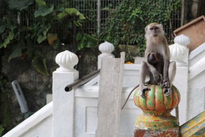 Monkey sitting on railing against stone wall