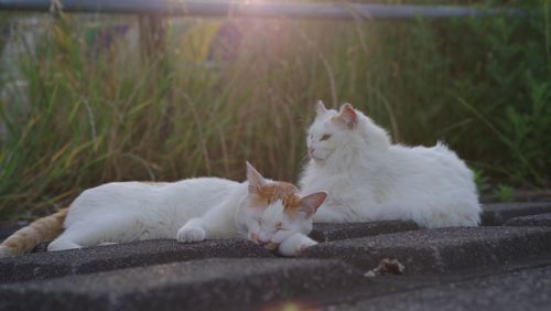 White cat resting