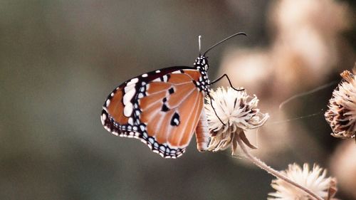 Close-up of butterfly pollinating on flower