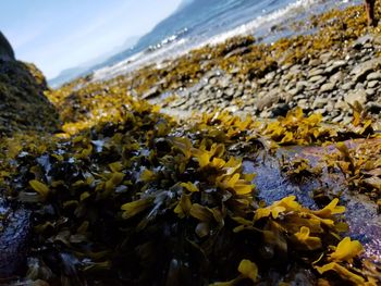 Close-up of yellow flowers on rock in sea