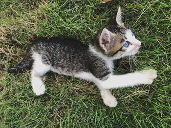 High angle view of cat on field