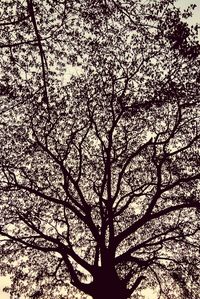 Low angle view of tree against sky