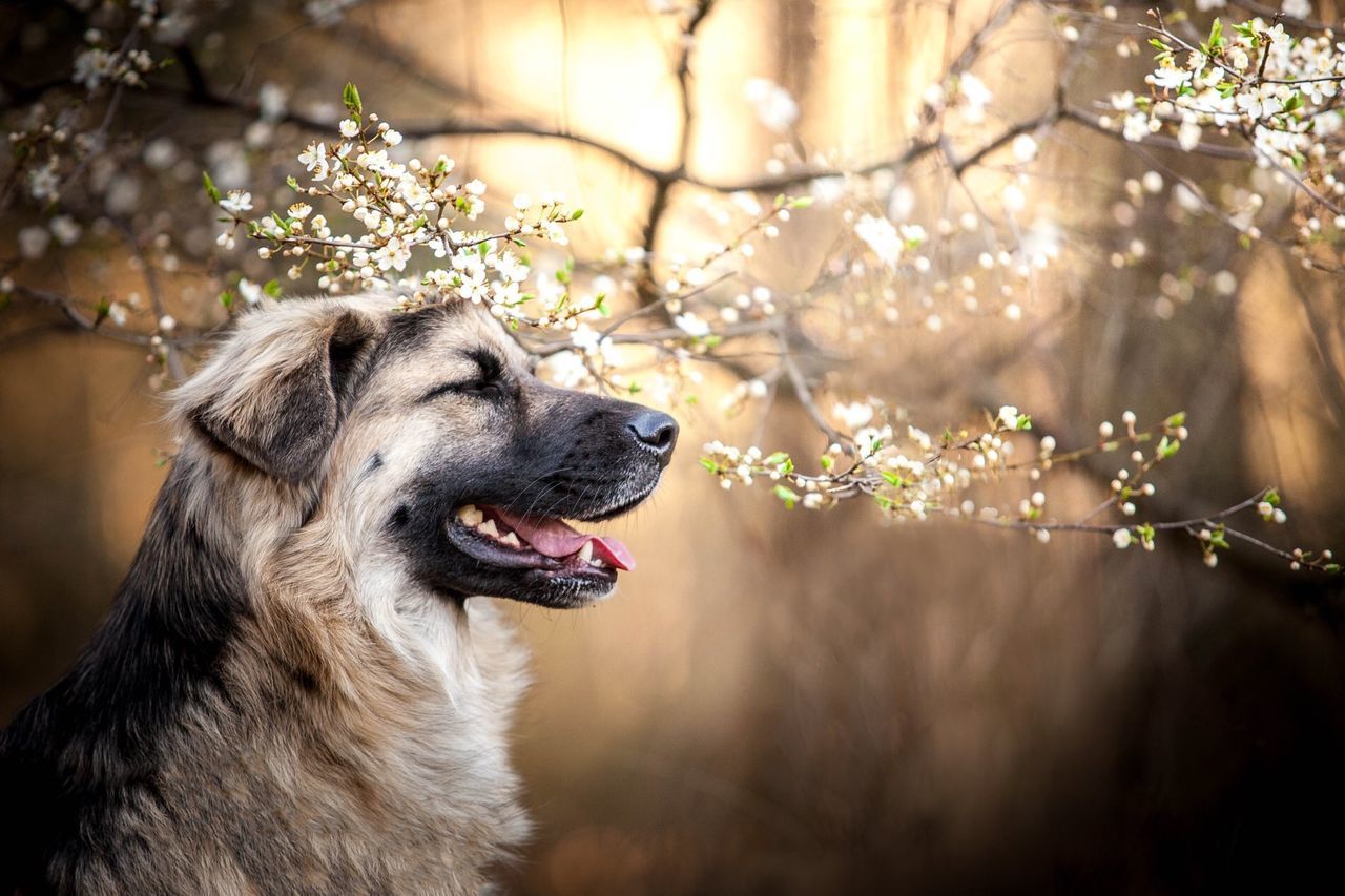 CLOSE-UP OF A DOG LOOKING AWAY OUTDOORS