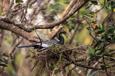 Close-up of bird perching on bare tree