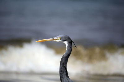 Close-up of a bird