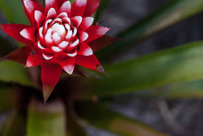 Red and white bromeliad flower with a convergent lady beetle called ladybug hippodamia convergens