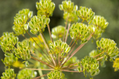 Close-up of seeds in fennel plant in nature