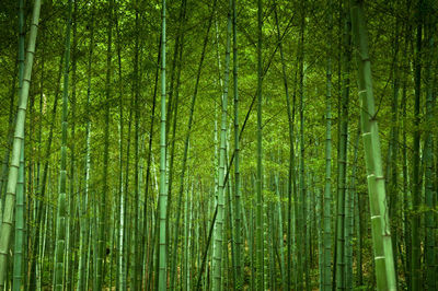 Lush quiet green chinese bamboo grove forest hangzhou - china. green oriental zen forest background