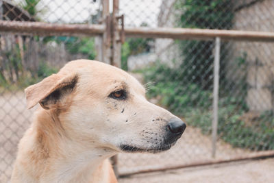 Close-up of dog looking away