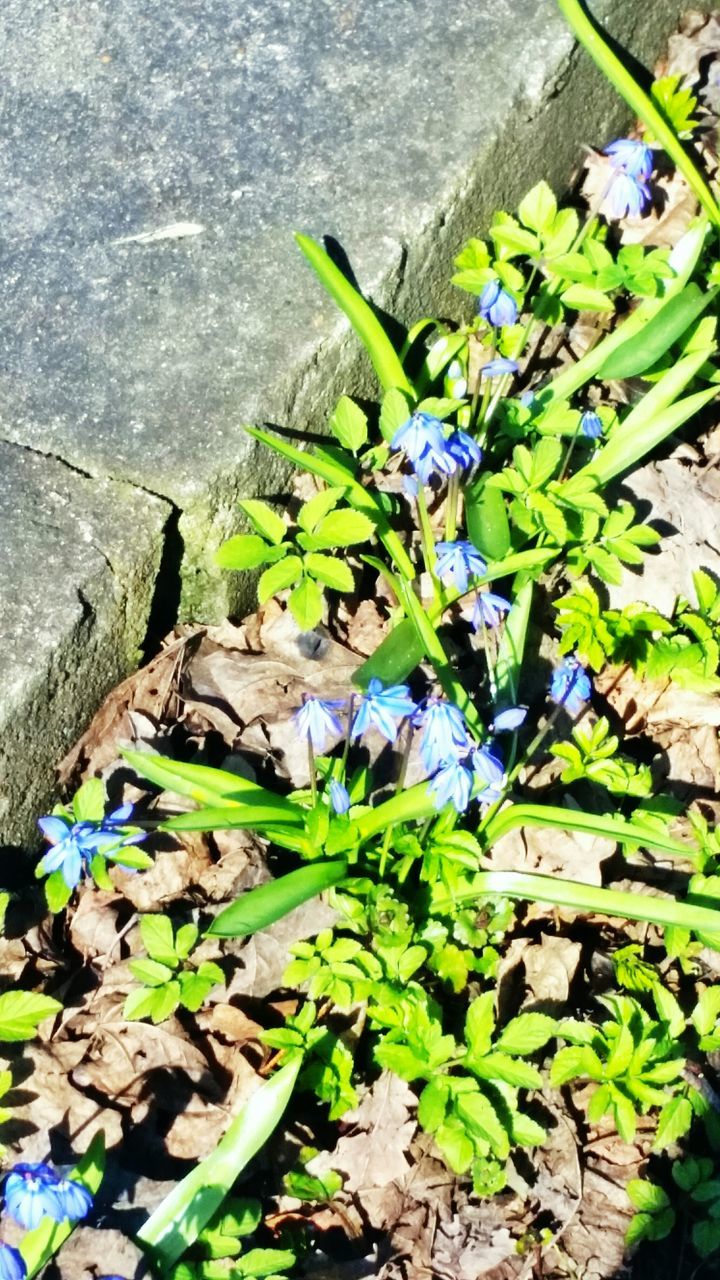 plant, leaf, high angle view, growth, green color, nature, day, growing, outdoors, flower, beauty in nature, rock - object, no people, field, green, abundance, close-up, fragility, blue, tranquility